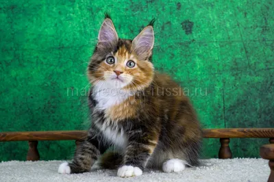 Maine Coon kitten