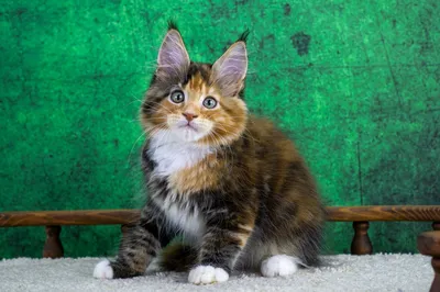 Котенок мейн-кун