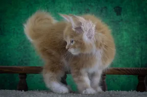 Котенок мейн-кун