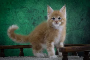 Котенок мейн-кун