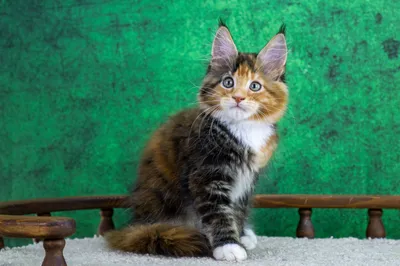 Котенок мейн-кун