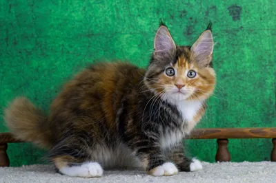 Котенок мейн-кун