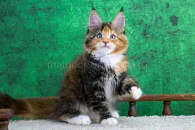 Maine Coon kitten