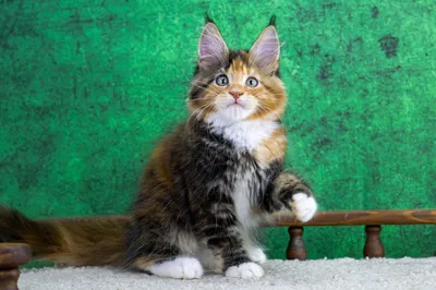 Котенок мейн-кун