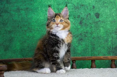 Котенок мейн-кун