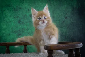 Котенок мейн-кун