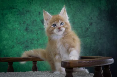 Котенок мейн-кун
