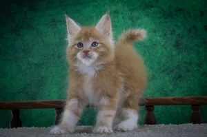 Котенок мейн-кун