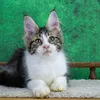 Oskar - photo 1