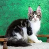 Oskar - photo 2