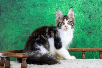 Котенок мейн-кун