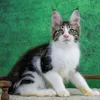 Oskar - photo 3
