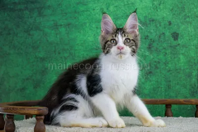 Котенок мейн-кун