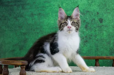 Maine Coon kitten