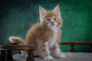 Котенок мейн-кун