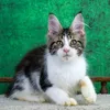 Oskar - photo 4