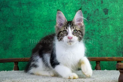 Котенок мейн-кун