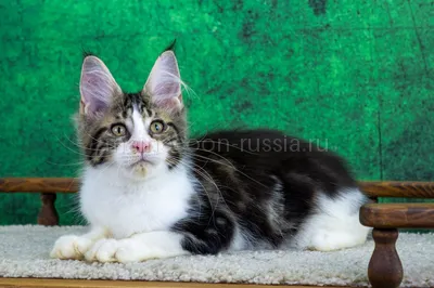 Котенок мейн-кун