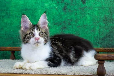 Maine Coon kitten