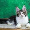 Oskar - photo 6