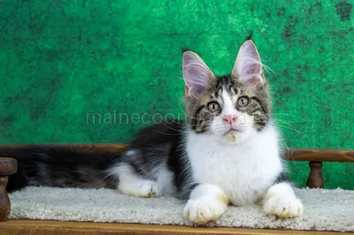 Котенок мейн-кун
