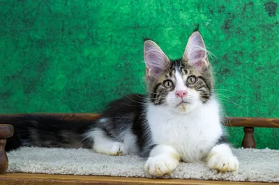 Maine Coon kitten