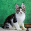 Oskar - photo 7
