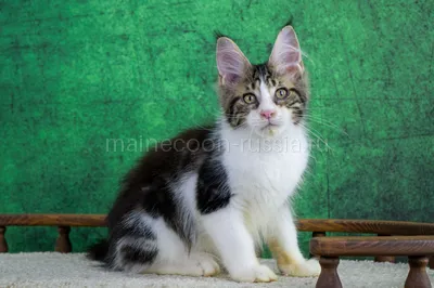 Котенок мейн-кун