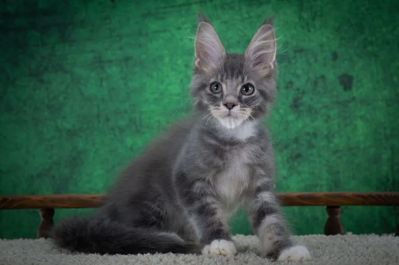 Maine Coon kitten Blue classic Tabby with white MCO a 0322 Boy