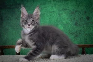 Maine Coon kitten