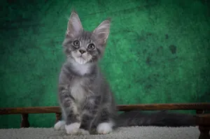 Maine Coon kitten