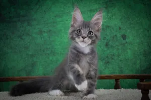 Maine Coon kitten