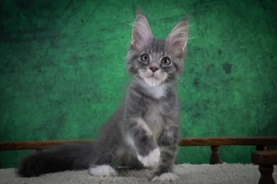 Котенок мейн-кун