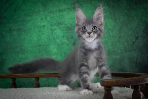 Maine Coon kitten