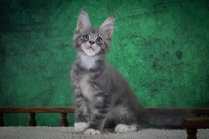 Maine Coon kitten