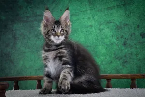 Maine Coon kitten