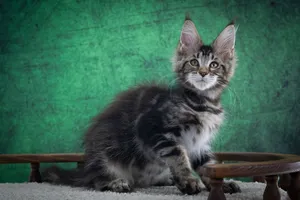 Maine Coon kitten