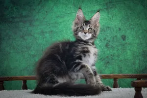 Maine Coon kitten