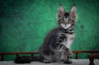 Котенок мейн-кун