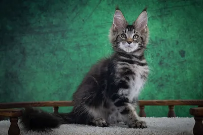 Котенок мейн-кун