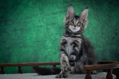 Котенок мейн-кун