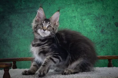 Котенок мейн-кун