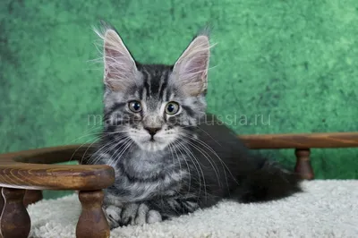 Котенок мейн-кун