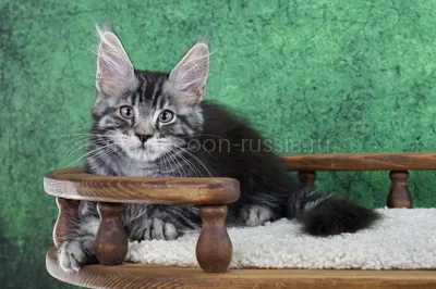 Котенок мейн-кун