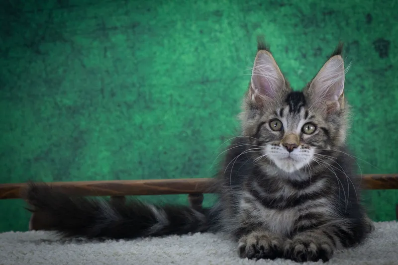 Maine Coon kitten Black classic Tabby (Brown) MCO n 22 Boy