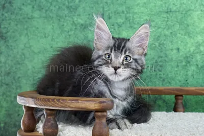 Котенок мейн-кун