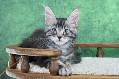 Котенок мейн-кун