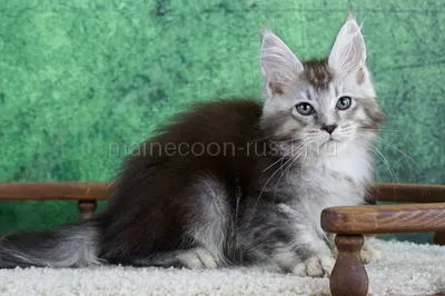 Maine Coon kitten
