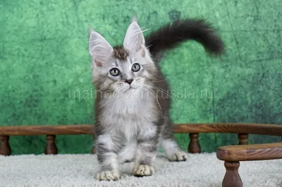Maine Coon kitten