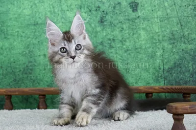 Maine Coon kitten